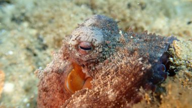 Ortak ahtapot (Octopus vulgaris) deniz altı, Ege Denizi, Yunanistan, Halkidiki, Pirgos plajı