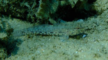 Bucchich 's goby (Gobius bucchichi) denizaltı, Ege Denizi, Yunanistan, Halkidikii, Pirgos plajı