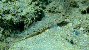 Bucchich 's goby (Gobius bucchichi) denizaltı, Ege Denizi, Yunanistan, Halkidikii, Pirgos plajı
