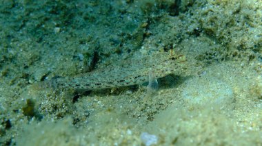 Bucchich 's goby (Gobius bucchichi) denizaltı, Ege Denizi, Yunanistan, Halkidikii, Pirgos plajı