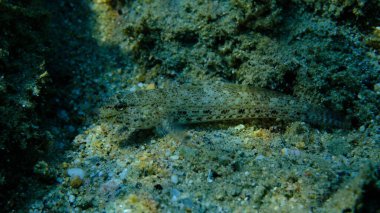 Bucchich 's goby (Gobius bucchichi) denizaltı, Ege Denizi, Yunanistan, Halkidikii, Pirgos plajı