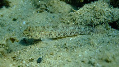 Bucchich 's goby (Gobius bucchichi) denizaltı, Ege Denizi, Yunanistan, Halkidikii, Pirgos plajı