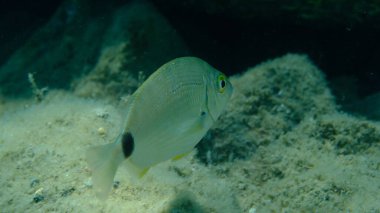 Denizaltı, Ege Denizi, Yunanistan, Halkidiki, Pirgo Sahili