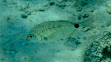Denizaltı, Ege Denizi, Yunanistan, Halkidiki, Pirgo Sahili