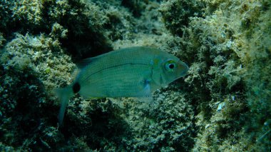 Denizaltı, Ege Denizi, Yunanistan, Halkidiki, Pirgo Sahili