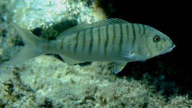 Kum steenbras veya çizgili deniz kabuğu (Lithognathus mormyrus) deniz altı, Ege Denizi, Yunanistan, Halkidiki, Pirgos plajı