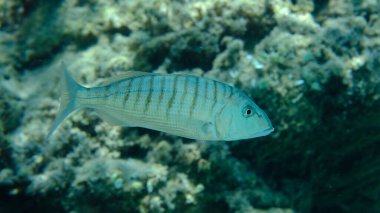 Kum steenbras veya çizgili deniz kabuğu (Lithognathus mormyrus) deniz altı, Ege Denizi, Yunanistan, Halkidiki, Pirgos plajı