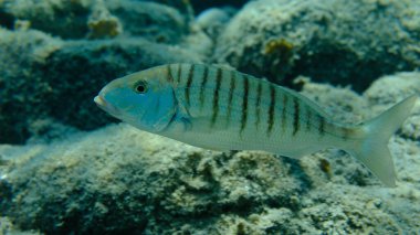Kum steenbras veya çizgili deniz kabuğu (Lithognathus mormyrus) deniz altı, Ege Denizi, Yunanistan, Halkidiki, Pirgos plajı