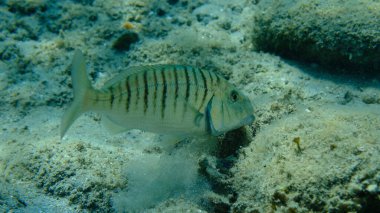 Kum steenbras veya çizgili deniz kabuğu (Lithognathus mormyrus) deniz altı, Ege Denizi, Yunanistan, Halkidiki, Pirgos plajı