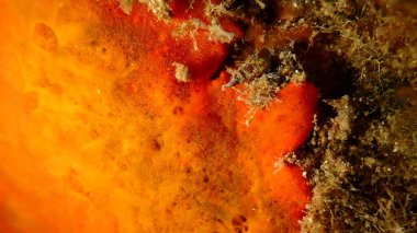 Kırmızı kabuklu sünger veya turuncu kabuklu sünger (Crambe crambe crambe) deniz altı, Ege Denizi, Yunanistan, Halkidiki, Pirgos plajı