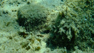 Paslı harmanlama veya Karadeniz harmanı (Parablennius sanguinolentus) denizaltı, Ege Denizi, Yunanistan, Halkidiki, Pirgos plajı