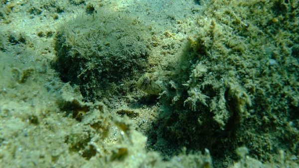 Paslı harmanlama veya Karadeniz harmanı (Parablennius sanguinolentus) denizaltı, Ege Denizi, Yunanistan, Halkidiki, Pirgos plajı