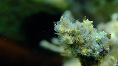 Kaplayan sömürge ascidiyan formu veya tunicate Diplosoma spongiforme aşırı yakın çekim sualtı, Ege Denizi, Yunanistan, Halkidiki, Pirgos plajı