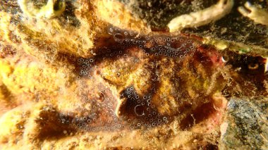 Kaplayan sömürge ascidiyan formu veya tunicate Diplosoma spongiforme aşırı yakın çekim sualtı, Ege Denizi, Yunanistan, Halkidiki, Pirgos plajı