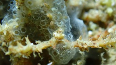 Kaplayan sömürge ascidiyan formu veya tunicate Diplosoma spongiforme aşırı yakın çekim sualtı, Ege Denizi, Yunanistan, Halkidiki, Pirgos plajı