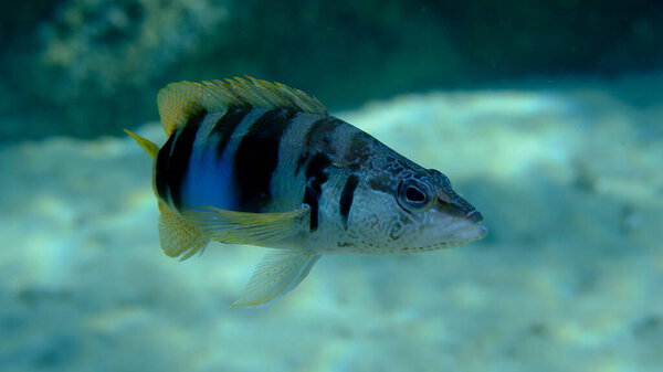 Painted comber (Serranus scriba) close-up подводное плавание, Эгейское море, Греция, Халкидики, пляж Пиргос