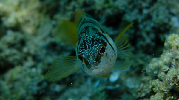 Painted comber (Serranus scriba) close-up подводное плавание, Эгейское море, Греция, Халкидики, пляж Пиргос
