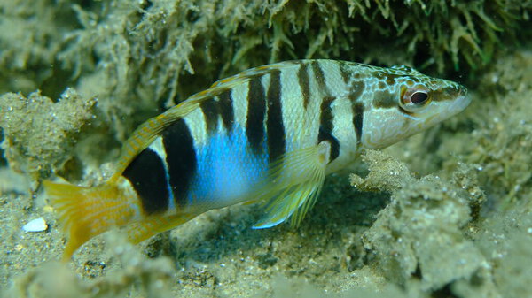 Painted comber (Serranus scriba) close-up подводное плавание, Эгейское море, Греция, Халкидики, пляж Пиргос