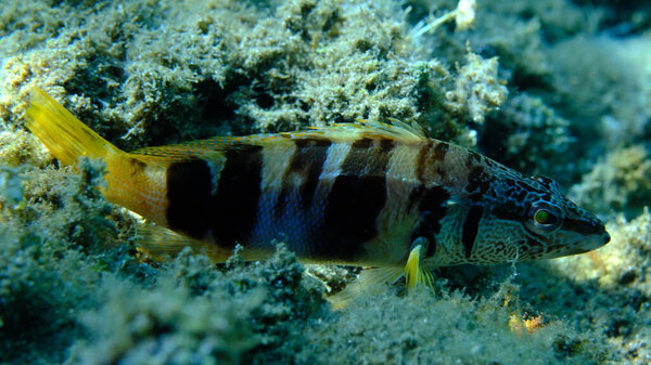 Painted comber (Serranus scriba) close-up подводное плавание, Эгейское море, Греция, Халкидики, пляж Пиргос