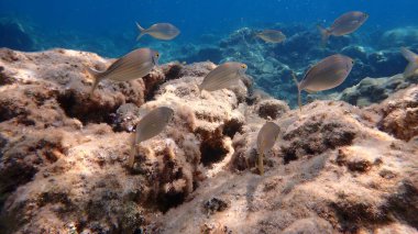 Salema porgy (Sarpa salpa) denizaltı, Akdeniz, Fransa, Cap-d 'Ail