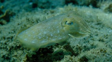 Denizaltı, Ege Denizi, Yunanistan, Halkidiki, Pirgos Sahili