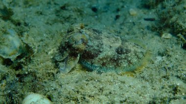 Denizaltı, Ege Denizi, Yunanistan, Halkidiki, Pirgos Sahili