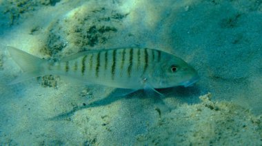 Kum steenbras veya çizgili deniz kabuğu (Lithognathus mormyrus) deniz altı, Ege Denizi, Yunanistan, Halkidiki, Pirgos plajı