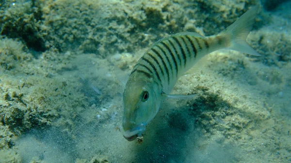 Kum steenbras veya çizgili deniz kabuğu (Lithognathus mormyrus) deniz altı, Ege Denizi, Yunanistan, Halkidiki, Pirgos plajı