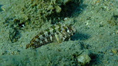 Tompot blenny (Parablennius gattorugine) denizaltı, Ege Denizi, Yunanistan, Halkidiki, Pirgos Sahili