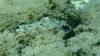 Kara akrep balığı veya Avrupa akrep balığı, küçük pullu akrep balığı (Scorpaena porcus) deniz altı, Ege Denizi, Yunanistan, Halkidiki, Pirgos plajı