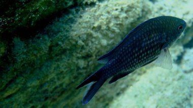 Denizaltı, Ege Denizi, Yunanistan, Halkidiki, Pirgos Sahili