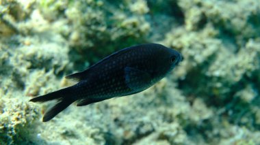 Denizaltı, Ege Denizi, Yunanistan, Halkidiki, Pirgos Sahili