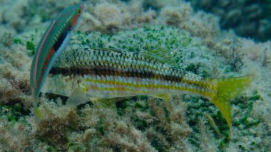 Deniz altı, Ligurya Denizi, İtalya ve Imperia 'da çizgili kırmızı aslan yelesi (Mullus surmuletus).