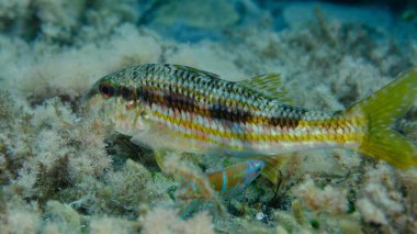 Deniz altı, Ligurya Denizi, İtalya ve Imperia 'da çizgili kırmızı aslan yelesi (Mullus surmuletus).