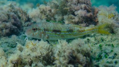 Deniz altı, Ligurya Denizi, İtalya ve Imperia 'da çizgili kırmızı aslan yelesi (Mullus surmuletus).