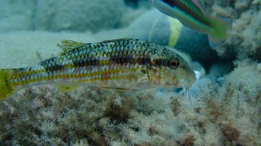 Deniz altı, Ligurya Denizi, İtalya ve Imperia 'da çizgili kırmızı aslan yelesi (Mullus surmuletus).