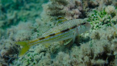 Deniz altı, Ligurya Denizi, İtalya ve Imperia 'da çizgili kırmızı aslan yelesi (Mullus surmuletus).
