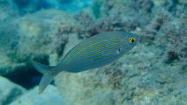 Salema porgy veya rüya balığı (Sarpa salpa) denizaltı, Ligurian Denizi, İtalya, Imperia