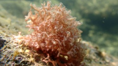 Kızıl algler, Amphiroa Rigida deniz altı, Ligurian Denizi, İtalya, Imperia