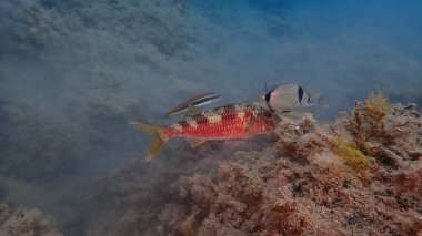 Çizgili kırmızı kefal (Mullus surmuletus) ve iki bantlı deniz çamı (Diplodus vulgaris) denizaltı, Ligurian Denizi, İtalya, Imperia