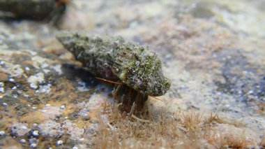 Akdeniz kayalık kıyısı münzevi yengeci ya da Akdeniz gelgit keşiş yengeci (Clibanarius erythropus) ortak serith (Cerithium vulgatum) deniz altı kabuğu, Ligurian denizi, İtalya, Imperia
