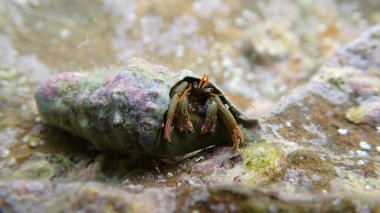 Akdeniz kayalık kıyısı münzevi yengeci ya da Akdeniz gelgit keşiş yengeci (Clibanarius erythropus) ortak serith (Cerithium vulgatum) deniz altı kabuğu, Ligurian denizi, İtalya, Imperia