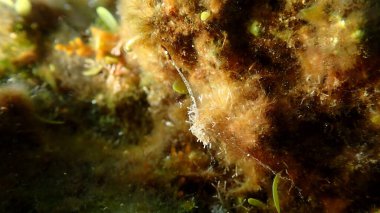 Küçük kırmızı algler (seramium ciliatum cf.) Deniz altı, Ligurian Denizi, İtalya, Imperia