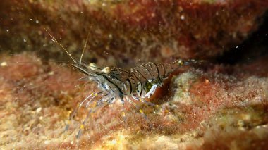 Rockpool karides ya da çimen karidesi (Palaemon elegans) denizaltı, Ligurian Denizi, İtalya, Imperia