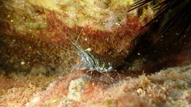 Rockpool karides ya da çimen karidesi (Palaemon elegans) denizaltı, Ligurian Denizi, İtalya, Imperia