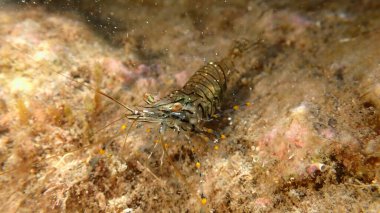 Rockpool karides ya da çimen karidesi (Palaemon elegans) denizaltı, Ligurian Denizi, İtalya, Imperia