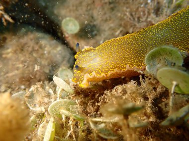 Dev doris veya Regal deniz tanrıçası (Felimare picta) deniz altı, Ligurian denizi, İtalya, Imperia