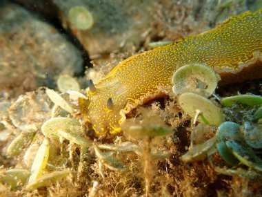 Dev doris veya Regal deniz tanrıçası (Felimare picta) deniz altı, Ligurian denizi, İtalya, Imperia