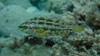 Beş benekli grasse (Symphodus roissali) denizaltı, Ligurian Denizi, İtalya, Imperia