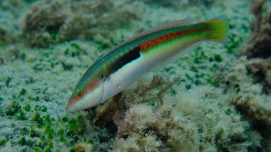 Akdeniz Gökkuşağı Burgusu (Coris julis) deniz altı, Ligurya Denizi, İtalya, Imperia